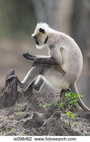 A langur monkey sitting on a tree stump View Large Photo Image Stock Image - A langur monkey sitting on a tree stump. Fotosearch