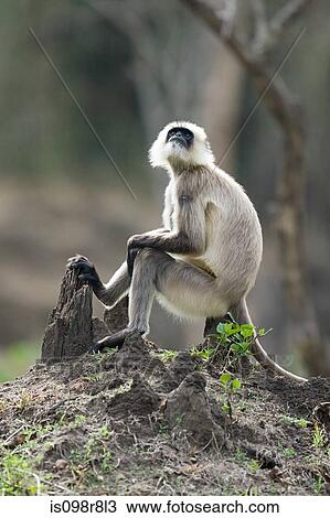 A langur monkey sitting on a tree stump View Large Photo Image Stock Image - A langur monkey sitting on a tree stump. Fotosearch