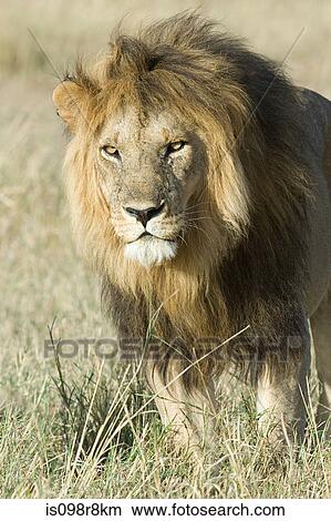 A lion in the grass View Large Photo Image Picture - A lion in the grass. Fotosearch