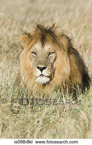 A lion in the grass View Large Photo Image Stock Image - A lion in the grass. Fotosearch