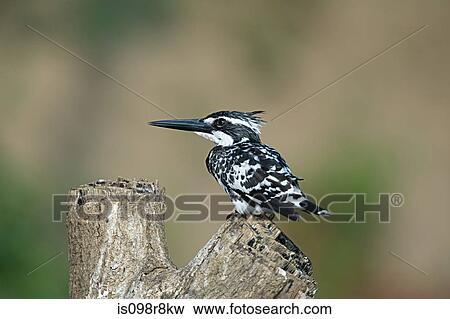Stock Photo - A pied kingfisher. Fotosearch