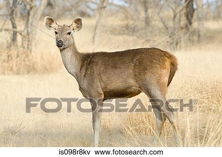 Stock Photo - A wild sambar deer. Fotosearch