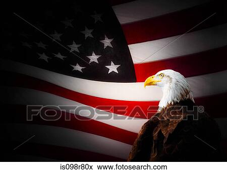 Stock Photo - Bald eagle and american flag. Fotosearch