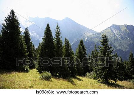 Conifers and mont blanc View Large Photo Image Stock Photo - Conifers and mont blanc. Fotosearch