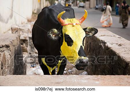 Cow painted yellow for pongal festival View Large Photo Image Stock Image - Cow painted yellow for pongal festival. Fotosearch