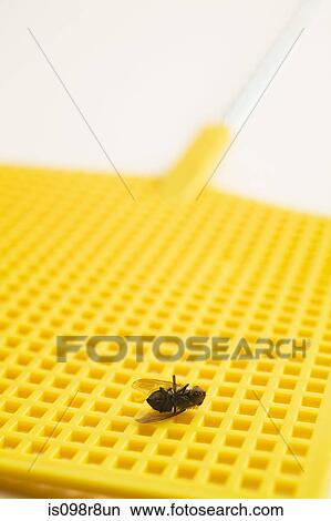 Dead fly and fly swatter View Large Photo Image Picture - Dead fly and fly swatter. Fotosearch