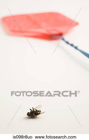 Dead fly and fly swatter View Large Photo Image Picture - Dead fly and fly swatter. Fotosearch