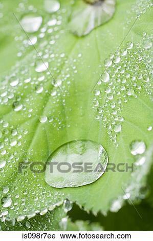 Dew on a leaf View Large Photo Image Stock Image - Dew on a leaf. Fotosearch
