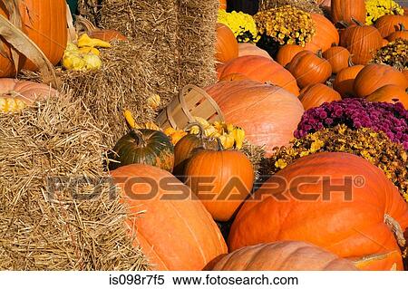 Display of pumpkins View Large Photo Image Stock Photography - Display of pumpkins. Fotosearch