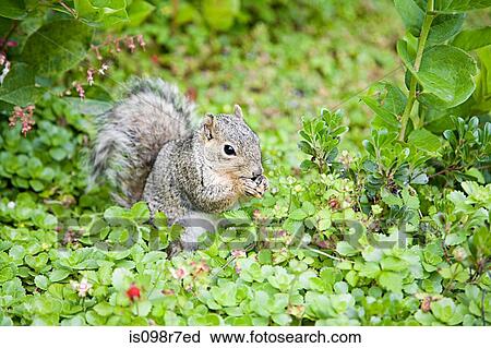 Grey squirrel View Large Photo Image Stock Image - Grey squirrel. Fotosearch