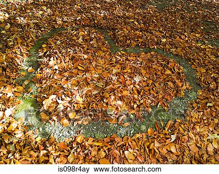 Heart shape in the autumn leaves View Large Photo Image Stock Photo - Heart shape in the autumn leaves. Fotosearch