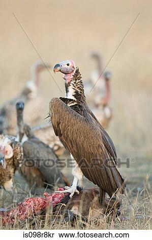 King vulture on a carcass View Large Photo Image Stock Photography - King vulture on a carcass. Fotosearch