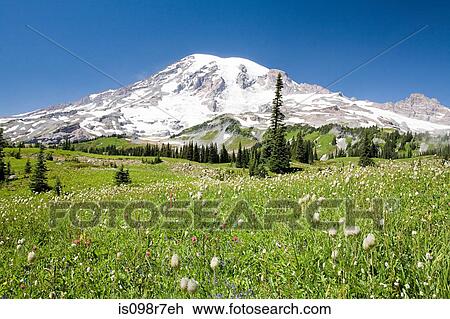 Mount rainer View Large Photo Image Stock Image - Mount rainer. Fotosearch