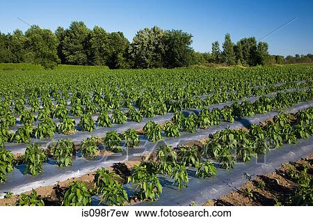 Plant crop in field View Large Photo Image Stock Photo - Plant crop in field. Fotosearch