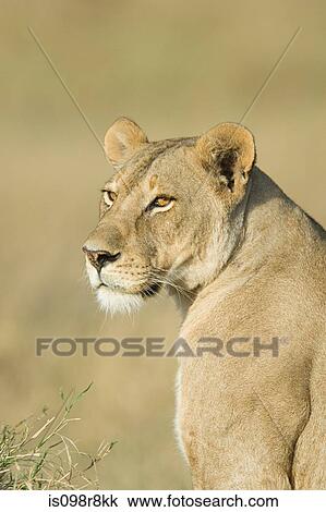 Portrait of a lioness View Large Photo Image Stock Image - Portrait of a lioness. Fotosearch