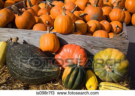 Pumpkins and squash View Large Photo Image Stock Image - Pumpkins and squash. Fotosearch