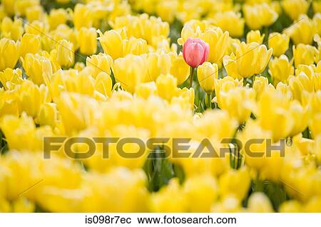 Red tulip amongst yellow tulips View Large Photo Image Stock Image - Red tulip amongst yellow tulips. Fotosearch