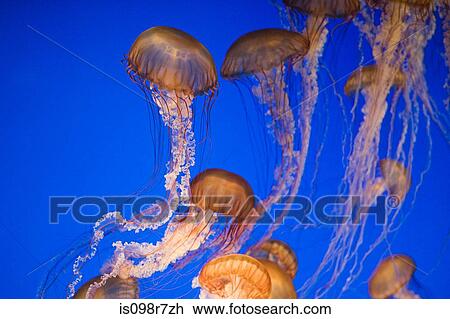 Stock Image - Sea nettle jellyfish. Fotosearch