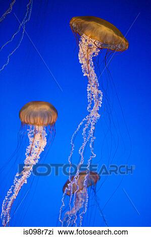 Sea nettle jellyfish View Large Photo Image Stock Image - Sea nettle jellyfish. Fotosearch