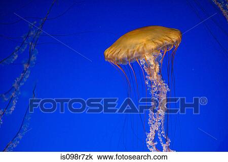 Sea nettle jellyfish View Large Photo Image Stock Image - Sea nettle jellyfish. Fotosearch