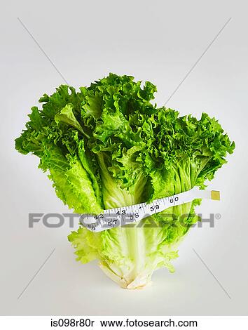 Tape measure around lettuce View Large Photo Image Stock Photography - Tape measure around lettuce. Fotosearch