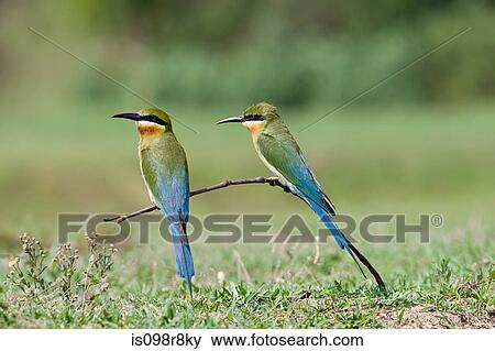 Stock Photo - Two blue tailed bee eaters perching. Fotosearch