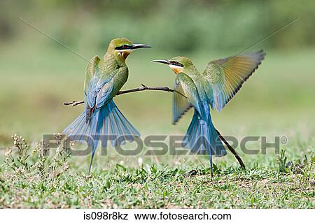 Two blue tailed bee eaters View Large Photo Image Stock Photo - Two blue tailed bee eaters. Fotosearch