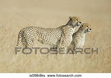 Two cheetahs in the grass View Large Photo Image Stock Photograph - Two cheetahs in the grass. Fotosearch