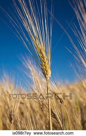 Stock Photo - Wheat plant. Fotosearch