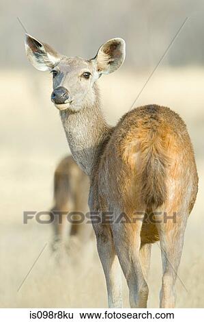 Wild sambar deer View Large Photo Image Stock Photograph - Wild sambar deer. Fotosearch