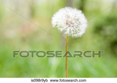 Stock Image - Dandelion clock. Fotosearch