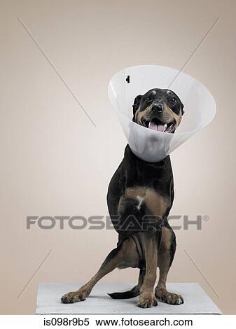 Stock Photography - Dog in protective collar with a missing leg. Fotosearch