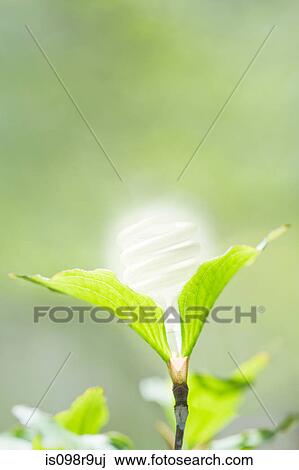 Stock Image - Energy saving lightbulb in a plant. Fotosearch
