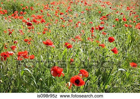 Field of poppies View Large Photo Image Stock Photo - Field of poppies. Fotosearch