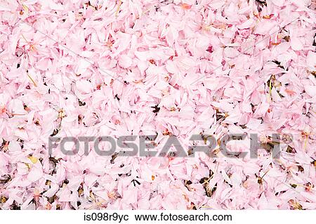 Stock Image - Pink petals. Fotosearch