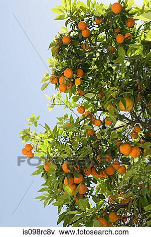 Oranges on tree View Large Photo Image Stock Photo - Oranges on tree. Fotosearch