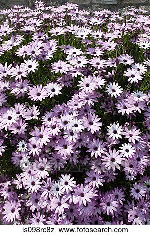 Stock Photo - Purple flowers. Fotosearch