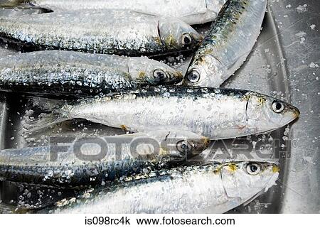 Sardines View Large Photo Image Stock Image - Sardines. Fotosearch