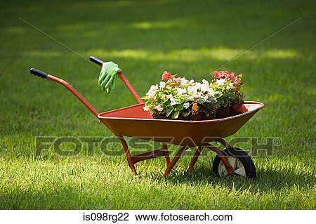 Wheelbarrow of plants View Large Photo Image Stock Image - Wheelbarrow of plants. Fotosearch