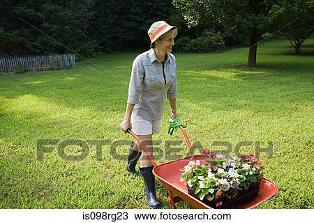 Woman with wheelbarrow of plants View Large Photo Image Stock Image - Woman with wheelbarrow of plants. Fotosearch