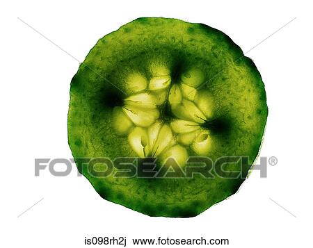 Stock Image - Cucumber slice. Fotosearch