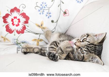 Kitten licking paw View Large Photo Image Stock Image - Kitten licking paw. Fotosearch