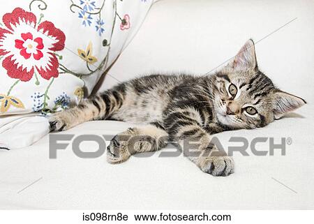Stock Image - Kitten lying down. Fotosearch