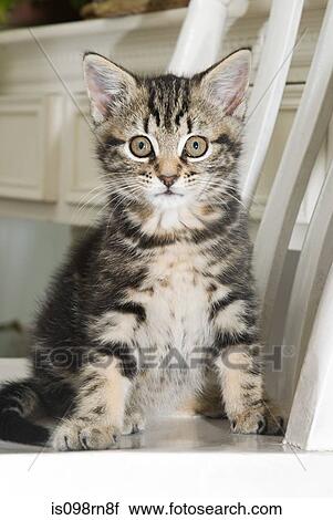 Kitten View Large Photo Image Stock Image - Kitten. Fotosearch