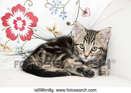 Kitten View Large Photo Image Stock Image - Kitten. Fotosearch