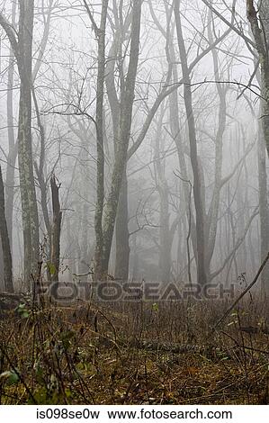 A misty forest opening View Large Photo Image Stock Photo - A misty forest opening. Fotosearch