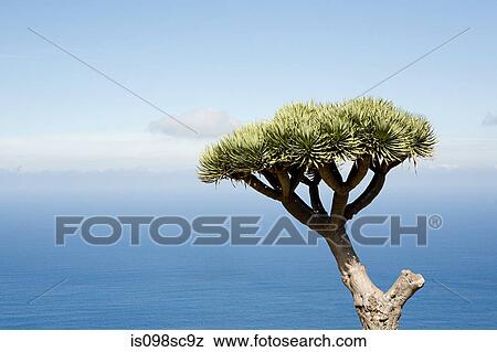 A single tree with blue sky and sea behind View Large Photo Image Stock Photo - A single tree with blue sky and sea behind. Fotosearch