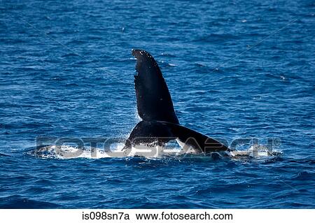 Behavior of Humpback whale. View Large Photo Image Stock Image - Behavior of Humpback whale.. Fotosearch