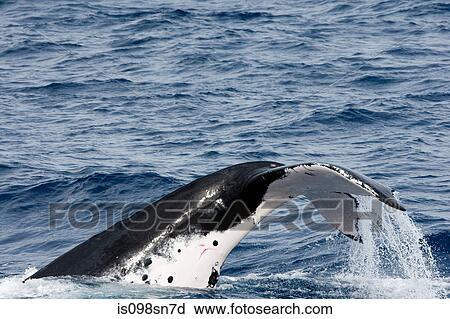 Behavior of Humpback whale View Large Photo Image Stock Image - Behavior of Humpback whale. Fotosearch
