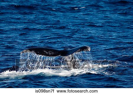 Behavior of Humpback whale. View Large Photo Image Stock Image - Behavior of Humpback whale.. Fotosearch